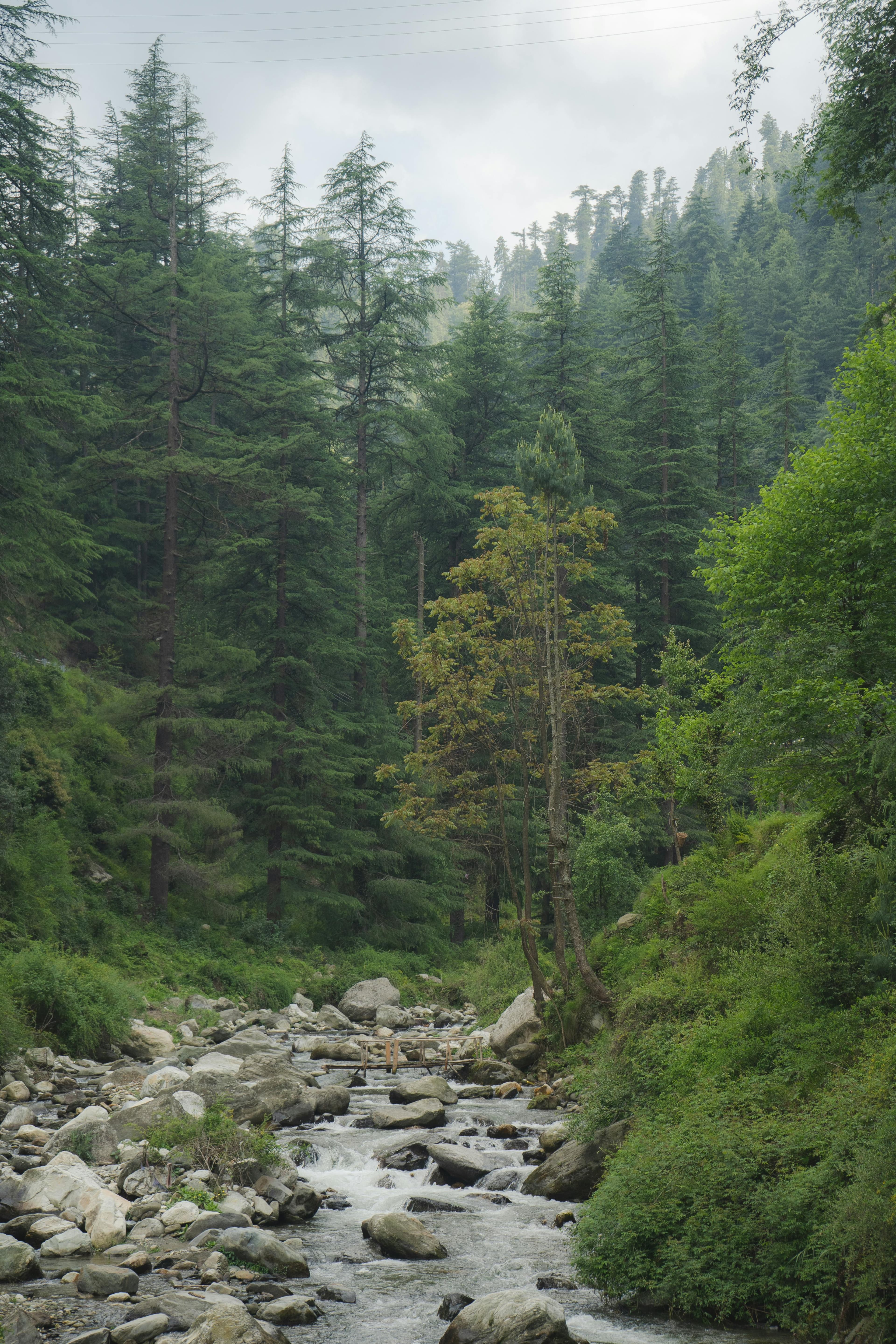 Forest: Enchanted Glade